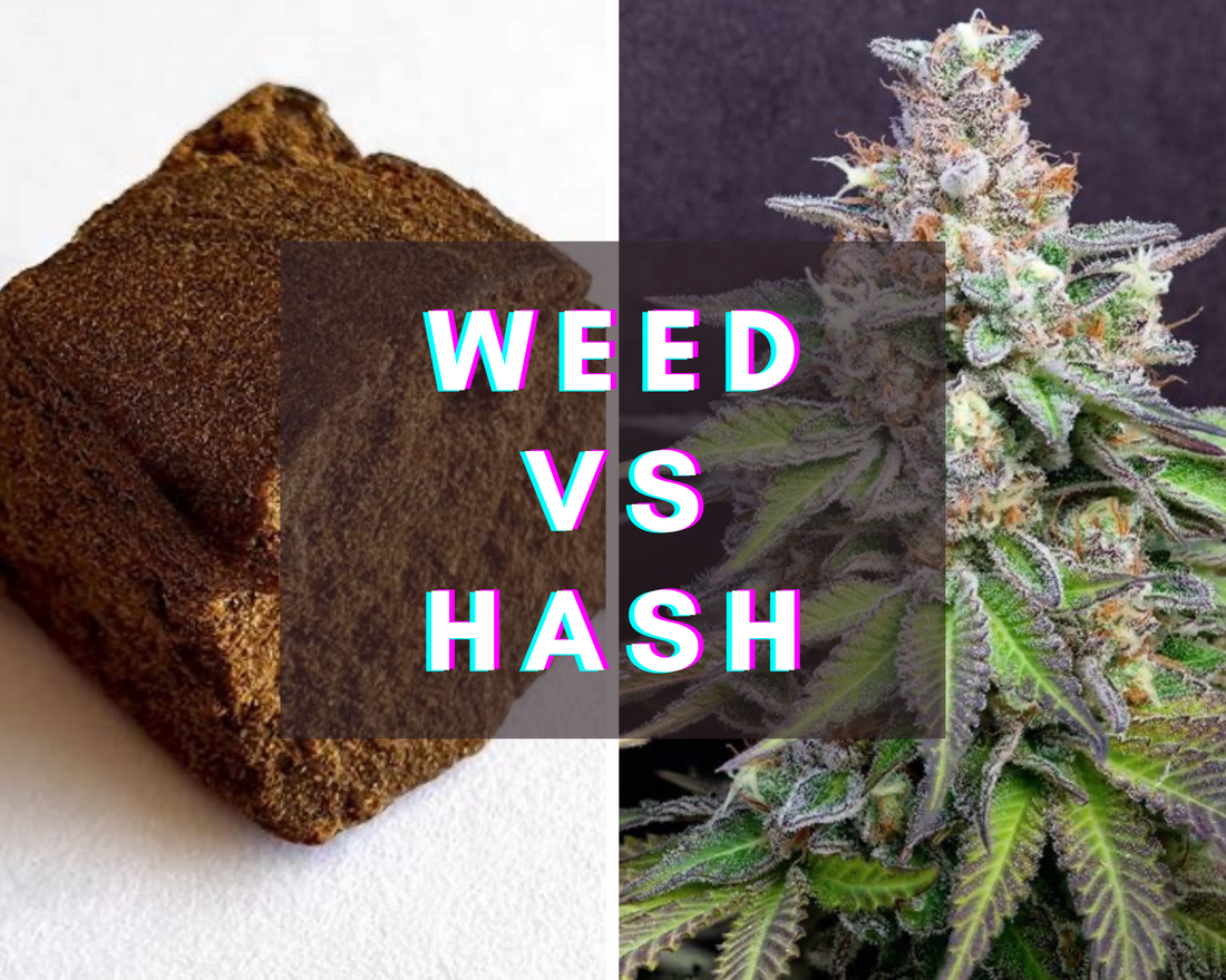 Comprendre les différences entre le haschich et la fleur de cannabis