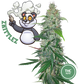 3 graines de cannabis de collection Zkittlez