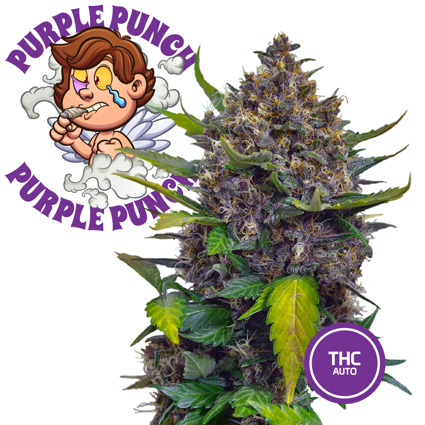 3 graines de cannabis de collection Purple Punch